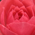 Roz - Trandafiri miniatur - pitici - Rennie's Pink